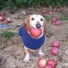 apple.dog.log86