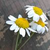 elmin_677