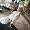 rendy.farm
