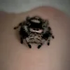springspinne92