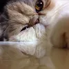 ma_san_39