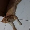zenoggs