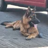 germanshepherd316