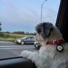 marleymoo.theshihtzu