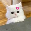 miayamnyam0