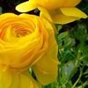 bulbul.islam59