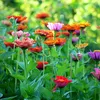 zinnia_ziz