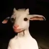 meloman_24356