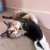 tortiistheboss