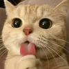 kimkimsp24
