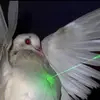 faggothatfarted