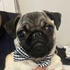 cosmo_thepug