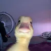 janluca73433
