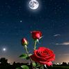 asma.islam494