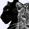 muahamad.bllbas