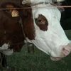 dominiquechartrai5
