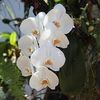 anggrek.putih35
