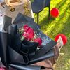 shami_250