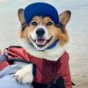 Winston Corgi Dog