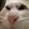 tuo_padre_ciccione