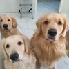 meus3goldens
