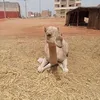 jabalaawam