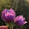dilshadmusa177