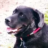 ele.oreo.chica