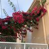 amira_bou19_