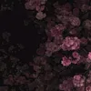 kasaii_22