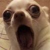 ha.haktdog