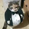 gatodeterno21