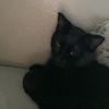 bigdawg_kitten