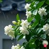dawshwezin233