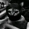caitlyn_hater
