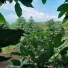 ttavocadofarm
