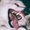 shela_556
