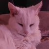 vykcat