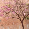 kellecarvalho473