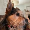 annie.escritora