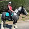 rambo_the_cheeky_pony
