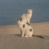 sadiksadik6018