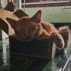 pusdyy26