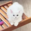 hari_2512