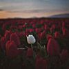 ositha_a