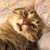 moonikaww