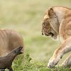 Animals World Wild