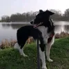 slodki_bordercollie5
