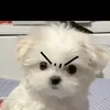 cuikho001
