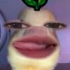 oktarorr4